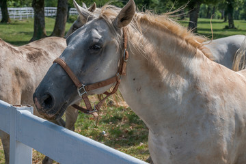Słowenia  - 21 sierpnia 2017: Koń lipicański w sierpniowy, słoneczny dzień © Adam Wrobel