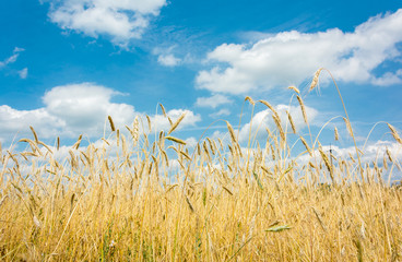 Obraz premium The stunning view of the wheat field and summer sky with wonderful clouds