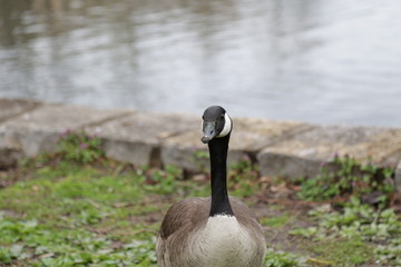 goose
