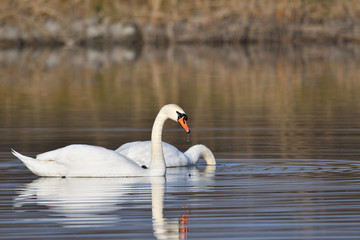 reflection in water of swimming white swan on the lake