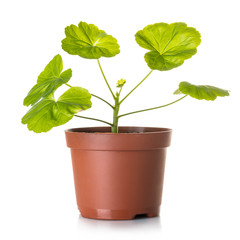 geranium in a pot