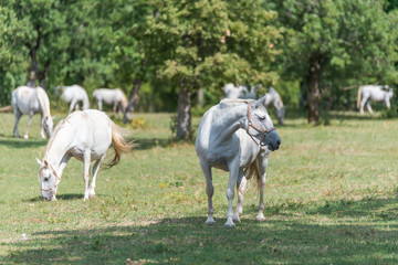 Obraz premium Słowenia - 21 sierpnia 2017: Koń lipicański w sierpniowy, słoneczny dzień