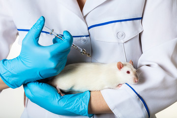 injects syringe to white rat