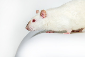 rat with red eyes close-up