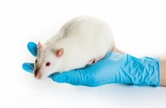 hand in medical gloves hold a rat
