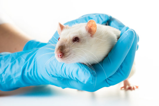 hands in medical gloves hold a rat