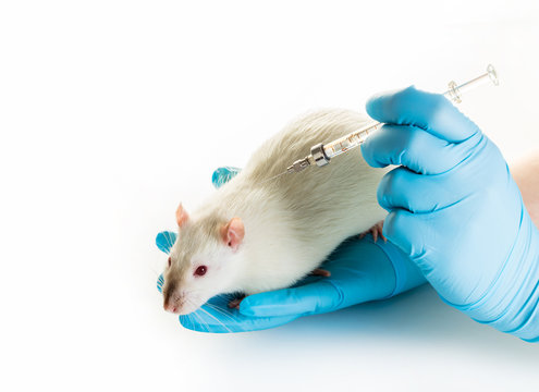 Hands Make White Rat Injection