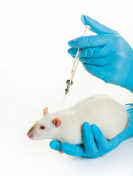 hands in medical gloves make white rat injection