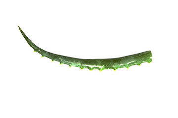 aloe isolated on white background