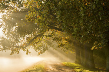 sunrise with rays on the background of a foggy mysterious path in the park