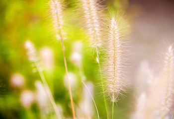Plant Reeds in Green Nature