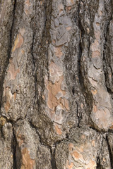 bark of the pine tree texture