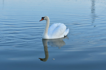 Fototapeta premium reflection in water of swimming white swan on the lake