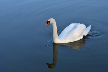 reflection in water of swimming white swan on the lake