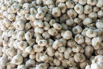 Garlic on display. a lot of fresh raw garlic a bunch of lies on the shelves., Fresh garlic in a market