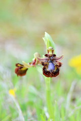 Ophrys speculum, the orchid bee
