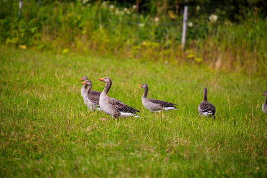 Greylag goose in Northern Norway - Brønnøysund