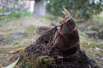 タケノコ