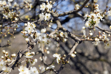 tree branch with flowers, bee