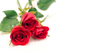 Red rose isolated on white background,valentine gift.