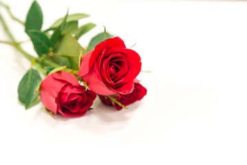 Red rose isolated on white background,valentine gift.