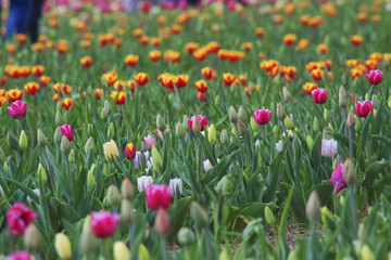 Fiore, Tulipani Tulipano