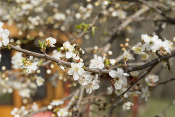 bee on a flower of a fruit tree