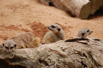 Fototapeta premium Meerkat looking up