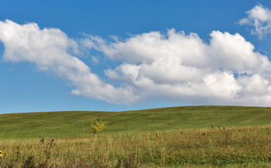 Fototapeta premium pasture summer landscape