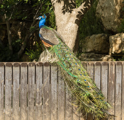 Obraz premium A Male Peacock