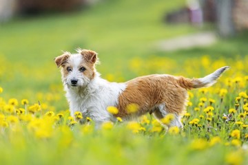 cute terrier dog posing in spring dandelion field 