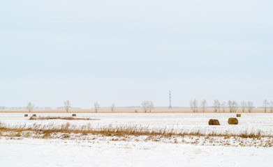 unharvested hay under snow in the field in winter