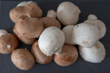 Pilze in verschieden Farben - Champignon