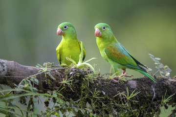 Orange-chinned Parakeet - Brotogeris jugularis, beatiful colorful parrot from Central America forest Costa Rica.