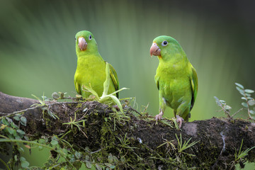 Orange-chinned Parakeet - Brotogeris jugularis, beatiful colorful parrot from Central America forest Costa Rica.