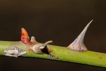 Nahaufnahme von Rosendornen, Rose