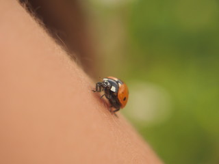 With the hands of man flies a bug ladybug.