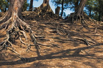 Roots Covered in Brown Pine Needles on Sand Dune