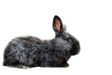 Black oryctolagus cuniculus domesticus - flemish Giant rabbit breed - full body isolated on white background