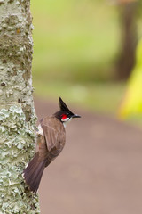 Rotohrbülbül (Pycnonotus jocosus) im Botanischen Garten in Pamplemousses, Mauritius, Afrika.
