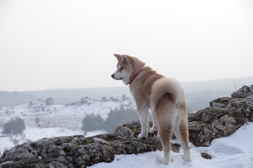 Japanese akita inu puppy in the mountains in winter