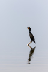 Double-Crested Cormorant