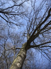 Baumkronen ohne Laub im Frühjahr bei Sonne und wolkenlosem Himmel
