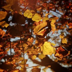 Autumn 