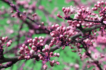 Fototapeta na wymiar Peach tree buds on a spring day.
