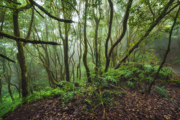 Obraz premium Magic Laurisilva rain forest in Anaga mountains, Tenerife, Canary islands, Spain.