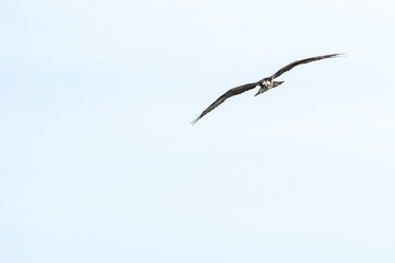 Head-on osprey in flight