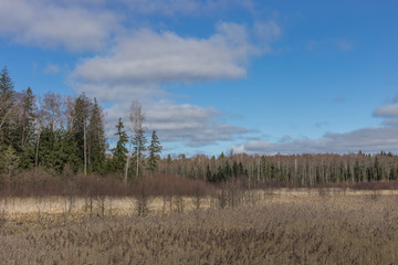 Fototapeta premium impassable swampy places