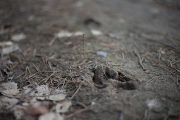 wolf footprints on the ground