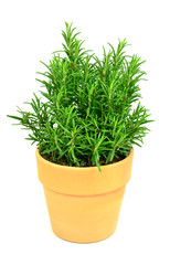 Rosemary Tree in Terracotta Pot on white background.